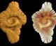 Les fossiles découverts à Franceville, exposés au Musée d’histoire naturelle de New-York