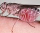 Santé : Les autorités sanitaires en guerre contre la mouche Tsé-Tsé