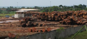 Economie : Le bois stocké dans les parcs autorisé à l’évacuation