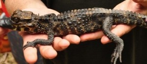 Gabon : Découverte inédite de crocodiles nains cavernicoles