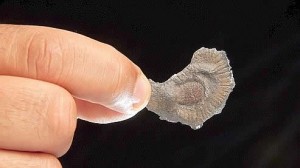 Les fossiles vieux de 2,1 milliards d'années étaient visibles à l'oeil nu dans la carrière de grès où ils ont été mis au jour par hasard. Crédits photo : AFP