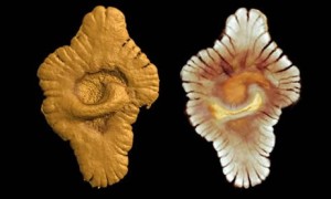 Et si la vie multicellulaire avait 1,5 milliard d’années de plus?
