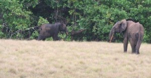 Gabon : harcelés par des éléphants, des villageois créés un comité des sinistrés