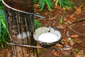 Le prix du caoutchouc revu à la baisse au Gabon
