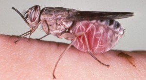 Santé : Les autorités sanitaires en guerre contre la mouche Tsé-Tsé