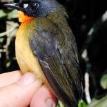 Oiseau rare Oiseau rare