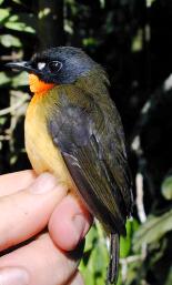 Oiseau rare