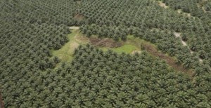Gabon : Olam devrait consolider les projets engagés en 2011