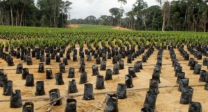 La Gabon veut devenir le premier producteur africain d’huile de palme