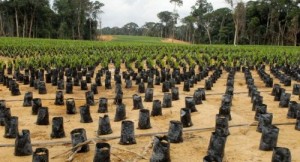 La Gabon veut devenir le premier producteur africain d’huile de palme