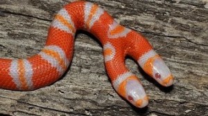 Gabon : Un serpent à deux têtes à Ndéndé (ville de Pierre Mamboundou)